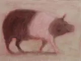 Neil Shawcross, Pig