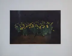 Colin Martin, Daffodils, Screenprint