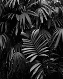 Martin Healy, Terrain (V), Black and White Silver Gelatin Print (Framed)