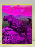 George Bolster, Intergalatic Romanticism: Gattopardi, Photograph