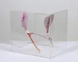 Barrie Cooke, Bone Box