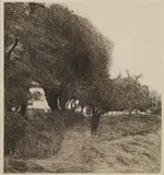 Roderic O'Conor, Sentier À Travers Les Arbres