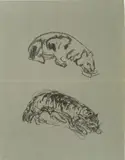 Edvard Munch, Krypende tiger/Drikkende løvinne, 1915-1916, Litografi trykket i svart på gråblått papir