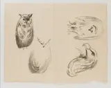 Edvard Munch, Gribb og Gribbehode/To ugler, 1915, Litografi trykket i svart på gulhvitt tynt japanpapir