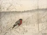 Theodor Kittelsen, Dompap på rimet kvist (Vintermorgen), 1901, Blyant og akvarell på papir