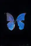 The Soul on Jacob's Ladder (New religion) by Damien Hirst, Silketrykk, sold Jun 2024