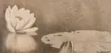 Nøkkerose by Theodor Kittelsen, Lavering på papir, sold Jun 2022
