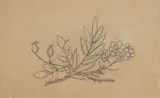 Theodor Kittelsen, Nyper og rognebær, Blyant på tynt papir
