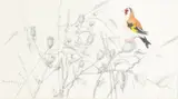 Francois Le Hardy De Beaulieu, Chardonneret élégant sur chardons, 1987, fusain et aquarelle