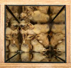 Pascal Bernier, Farm Set (Chicks), 1999, technique mixte