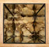 Pascal Bernier, Farm Set (Chicks), 1999, technique mixte
