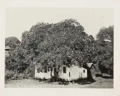 Carleton Watkins, Buckeye Tree, circa 1870, photography