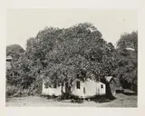 Carleton Watkins, Buckeye Tree, circa 1870, photography