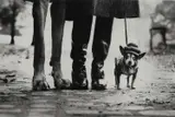 Elliott Erwitt, NEW YORK, 1974, photograph was created for an advertising assignment and exemplifies Elliott Erwitt’s char