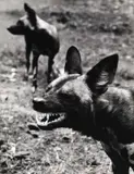 Wolfgang Suschitzky, African Wild Dogs, Gelatin Silver Print