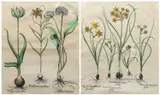 Basilius Bessler, Two Botanical Studies - A Pair, etching on paper with possibly later hand colouring both