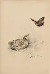 Xavier de Poret, Poussin de faisan avec papillon, 1940, fusain, crayon et aquarelle sur papier