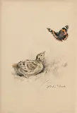 Xavier de Poret, Poussin de faisan avec papillon, 1940, fusain, crayon et aquarelle sur papier