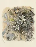 Robert Hainard, Edelweiss, bois gravé