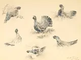 Xavier de Poret, Etude de Grands tetras, fusain, pastel et aquarelle sur papier