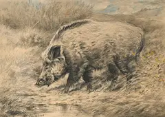 Xavier de Poret, Sanglier solitaire, fusain, pastel et aquarelle sur papier