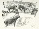 Robert Hainard, Bouquetins sur une vire, bois gravé