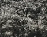 Roland Flexner, Sans titre (SN28), 2005, encre (Sumi) sur papier