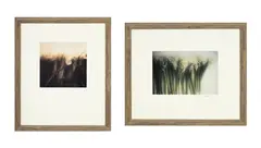 David Hamilton, Arums et Glycines, suite de 2 photographies couleurs