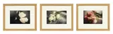 David Hamilton, Tulipes, suite de 3 photographies couleurs