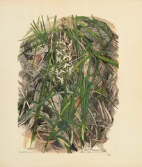 Robert Hainard, Orchis à deux feuilles, 1982, bois gravé