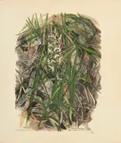 Robert Hainard, Orchis à deux feuilles, 1982, bois gravé