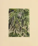 Robert Hainard, Orchis tacheté, 1982, bois gravé