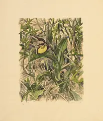 Robert Hainard, Sabot de Vénus, 1982, bois gravé