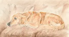 François de Poret, Labrador, technique mixte sur papier
