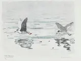 Robert Hainard, Mouettes pygmées, 1983, bois gravé