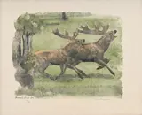 Robert Hainard, Deux cerfs, 1996, bois gravé