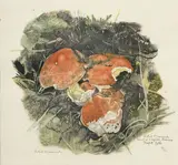 Robert Hainard, Champignons, 1954, bois gravé