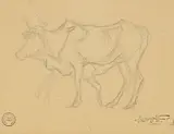 Rembrandt Bugatti, Etude d'un taureau, crayon de graphite sur papier