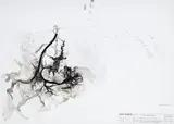 Philippe Parreno, Sans titre, technique mixte (encre sous verre et impression sur papier)