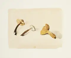 Gérard de Palézieux, Champignons, aquarelle sur papier