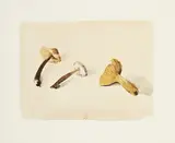 Gérard de Palézieux, Champignons, aquarelle sur papier