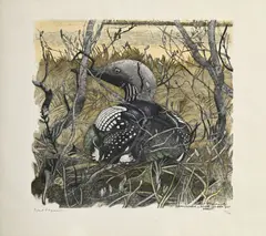 Robert Hainard, Plongeon arctique couvant, 1982, bois gravé