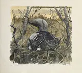 Robert Hainard, Plongeon arctique couvant, 1982, bois gravé