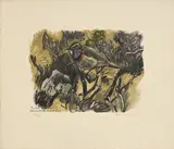 Robert Hainard, Gorge-bleue, 1982, 21 juin 1948_,_ bois gravé
