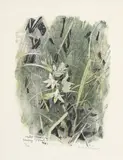 Robert Hainard, Etoile de Bethléem