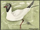 Robert Hainard, Mouette, plumage de noce