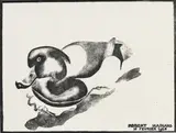Robert Hainard, Morillon mâle
