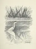 Robert Hainard, Héron cendré, lithographie