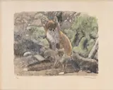 Robert Hainard, Renarde et renardeaux à contre-jour, 1996, bois gravé couleur