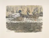 Robert Hainard, Colverts sur la glace et sarcelle d'été, 1983, bois gravé couleur